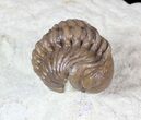 Partially Enrolled Lochovella (Reedops) Trilobite - Oklahoma #62923-2